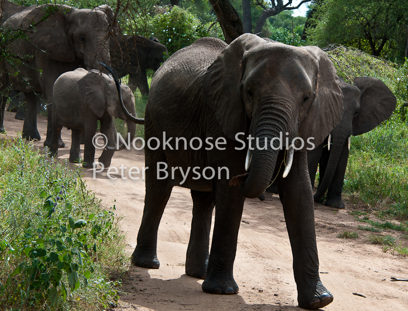 African Elephants  09